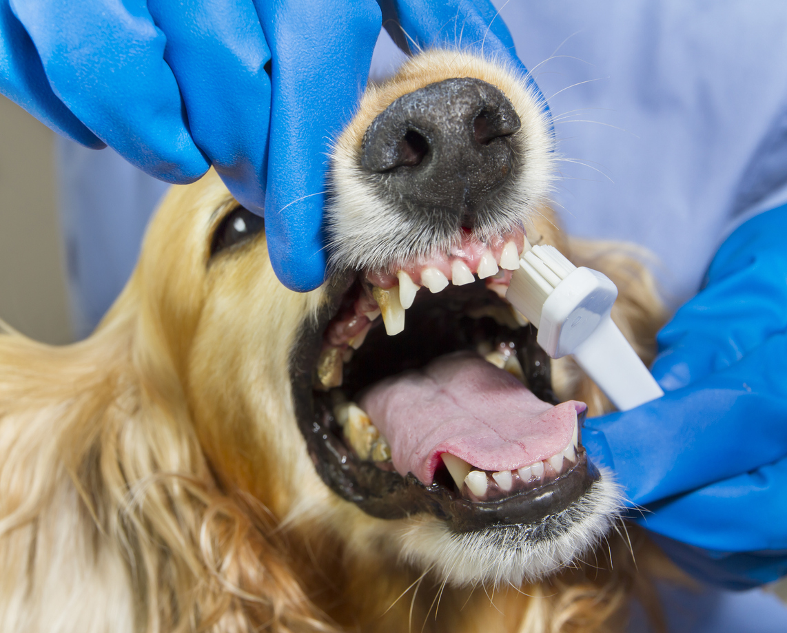 Стоматология для собак в туле